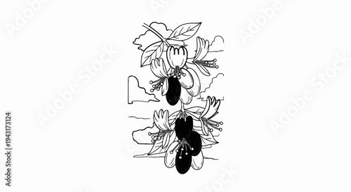 Detailed line drawing of fuchsia flowers with hanging bells and leaves
