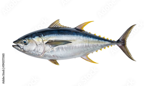 Bilde på lerret Detailed side view of an atlantic bluefin tuna on transparent background