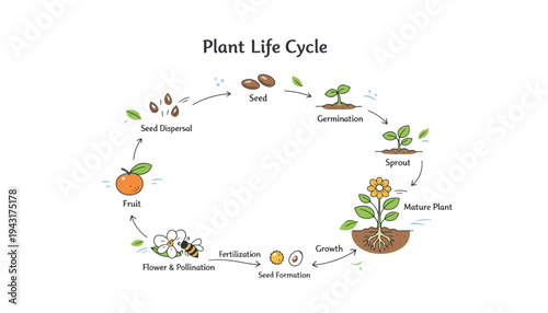 Plant life cycle illustration with detailed growth stages