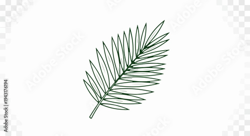 A simple, hand-drawn illustration of a dark green palm frond against a white background