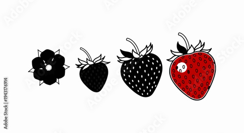 Four stylized fruits a black flower, a small black berry, a large black berry, and a red strawberry