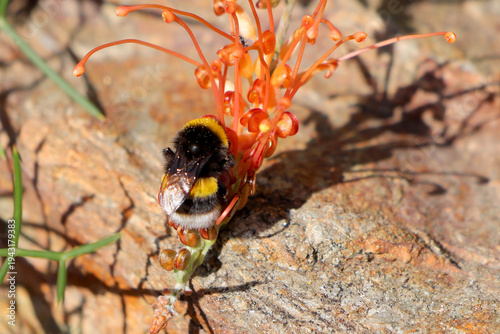 une abeille en pleine restauration