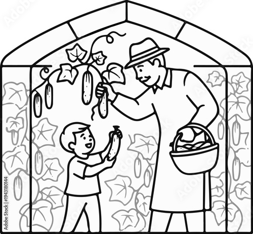 Greenhouse harvest man and boy pick cucumbers