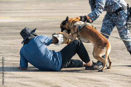 Smart police dog demonstrations to attack the enemy.K9 military dog unit.K-9 training service dogs for police.Soldier with his german shepherd dog.Animal danger.