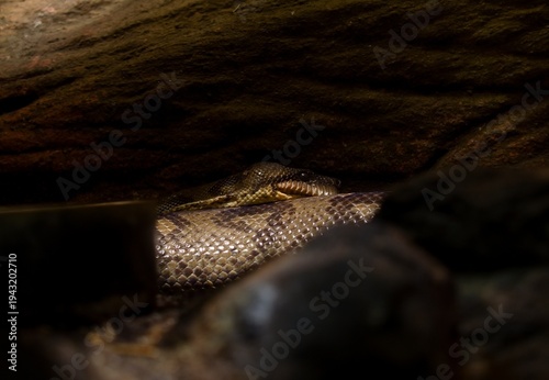 Photos Nosy Komba ground boa