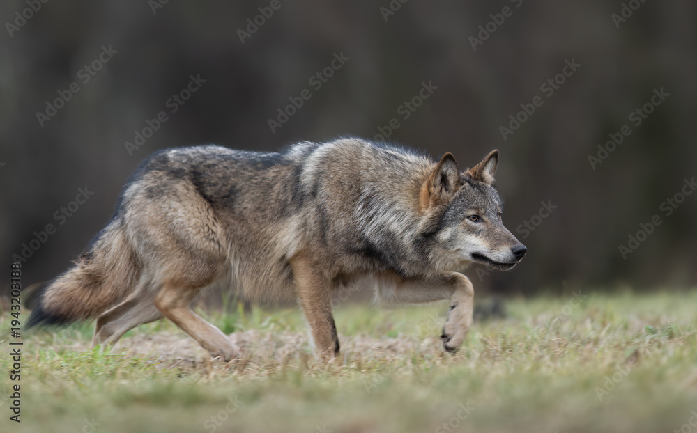 Fototapeta premium Grey wolf ( Canis lupus ) close up