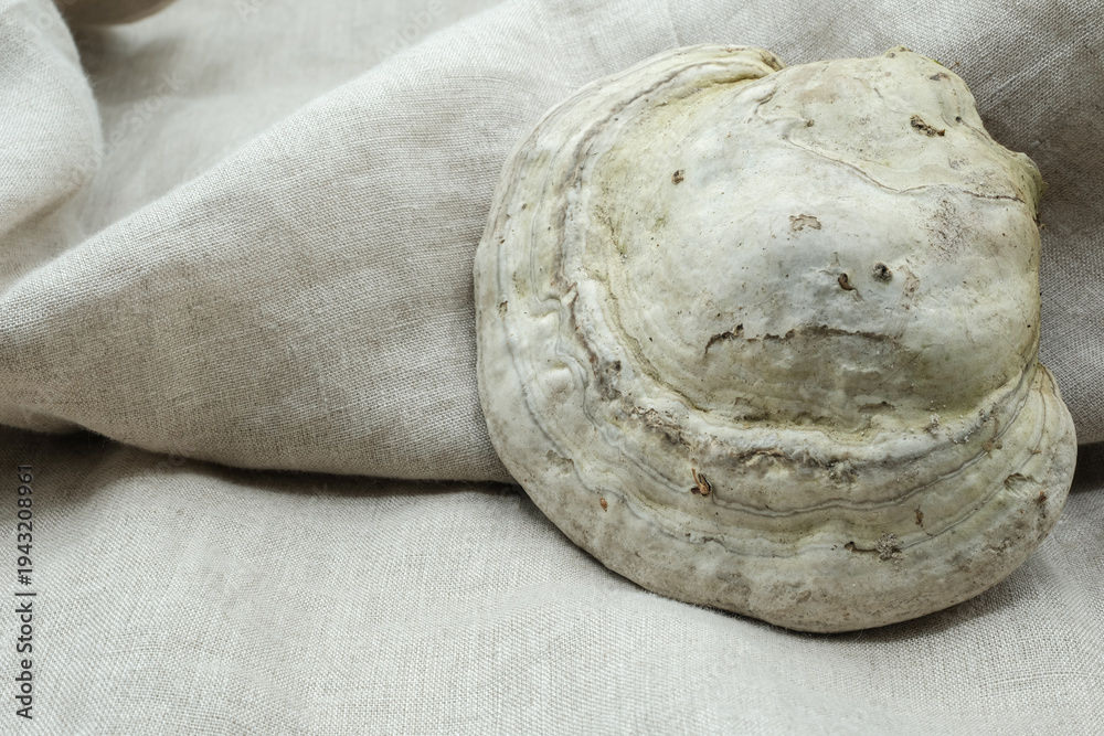 Obraz premium Natural color palette of raw linen fabric and a tinder fungus. Unbleached textile. Breathable, with antibacterial and antifungal properties. Authentic colors of nature. Textile mood board. Copy space.