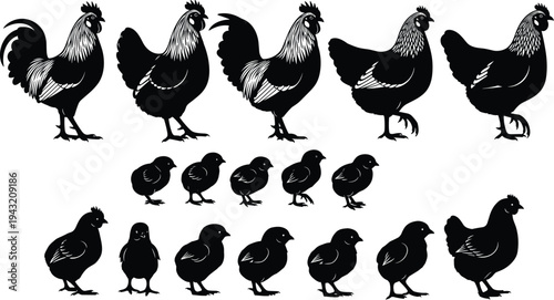 Black chicken and rooster silhouettes collection with chicks, farm poultry set isolated on white background, rustic agriculture livestock illustration for design branding packaging