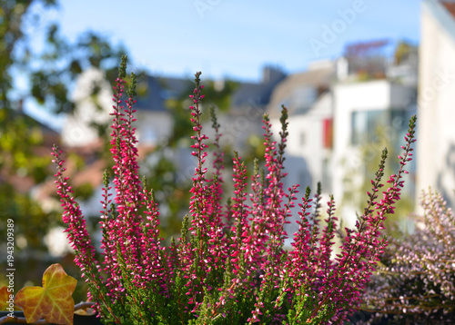 Valokuva Beautiful calluna vulgaris plants at a balcony