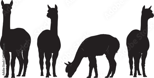 Black silhouette set of llamas in various poses standing grazing feeding, South American camelids, vector illustration for farm animal decor, zoo wildlife background design