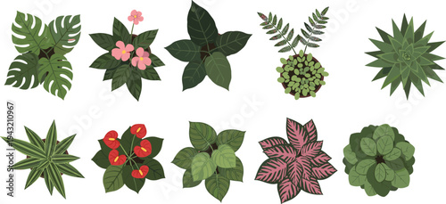 Top view houseplant collection with ornamental foliage variety colorful leaves patterns flowers botanical vector illustration perfect for gardening interior design