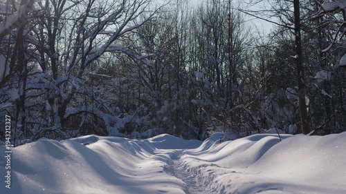 Wallpaper Mural A narrow snow trail runs through a winter forest on a clear sunny day. Soft shadows lie on the snow while trees frame the quiet cold landscape in bright natural light. High quality 4k footage Torontodigital.ca