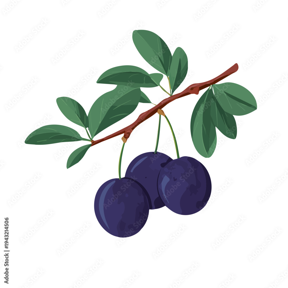 Obraz premium Simple flat 2D illustration of Plum Tree, modern minimalist artwork, isolated on a white background.