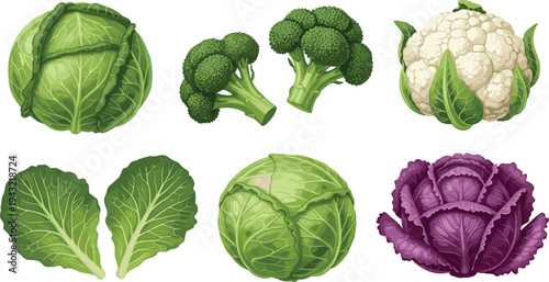 Cabbage broccoli cauliflower and lettuce vegetables collection fresh organic healthy food flat vector illustration set isolated