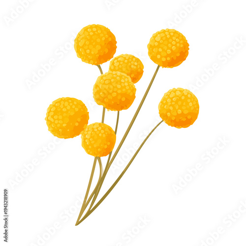 Flat 2D vector illustration of Billy Balls Craspedia, simple icon style on a clean white background.