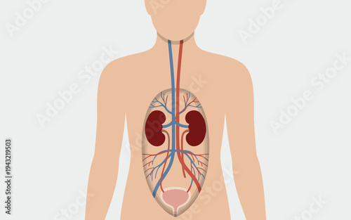 Detailed illustration of the human urinary system with branching blood vessels in the torso on a light gray background