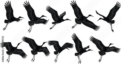 Set of Flying Stork and Crane Silhouettes with Detailed Wings and Long Legs Isolated on White Background for Wildlife Graphic Design Projects