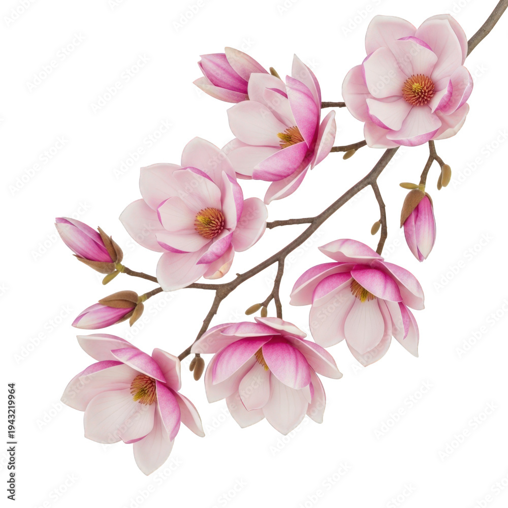 Obraz premium Beautiful pink cherry blossom branch with white background isolated on transparent background