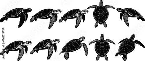 Set of Detailed Sea Turtle Silhouettes in Various Swimming Poses with Shell Patterns Isolated on White Background for Marine Life Graphic Design