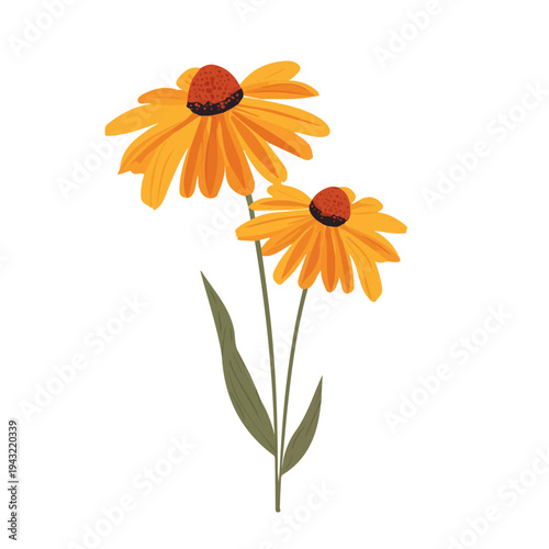Simple flat 2D vector graphic of Rudbeckia, modern icon look, displayed on a pure white background.