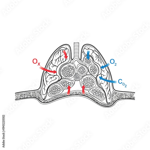 Detailed Diagram of Human Lung Structure.