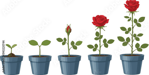 Rose plant growth stages from seedling to blooming flower in pot gardening lifecycle flat vector illustration set