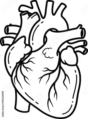 A detailed black and white line illustration displays the anatomical structure of a human heart with major vessels visible for.