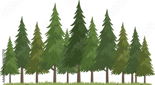 A row of tall green pine trees standing on a grassy field with a white background forest nature