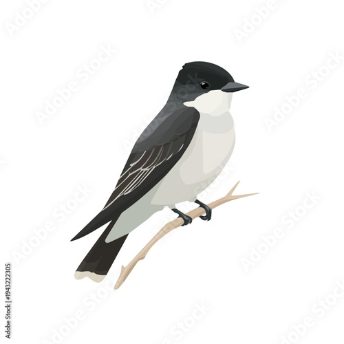 Simple flat 2D vector graphic of Kingbird, modern icon look, displayed on a pure white background.