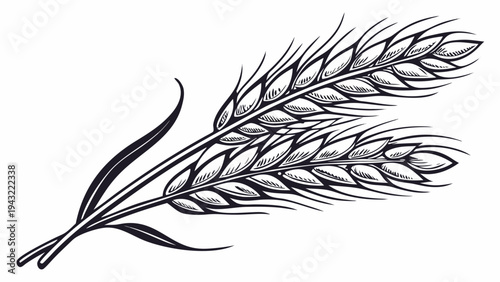 Vector illustration of monochrome wheat or barley sheaves tied graphic agriculture harvest engraving