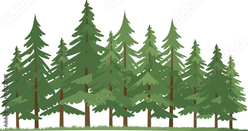 Dense Forest of Tall Green Coniferous Trees with Brown Trunks on a Grass Field
