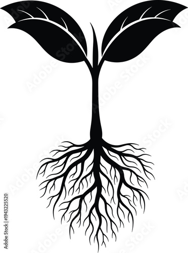 Young plant sprout silhouette vector illustration with two leaves and a complex underground root system isolated on white background representing growth development and nature