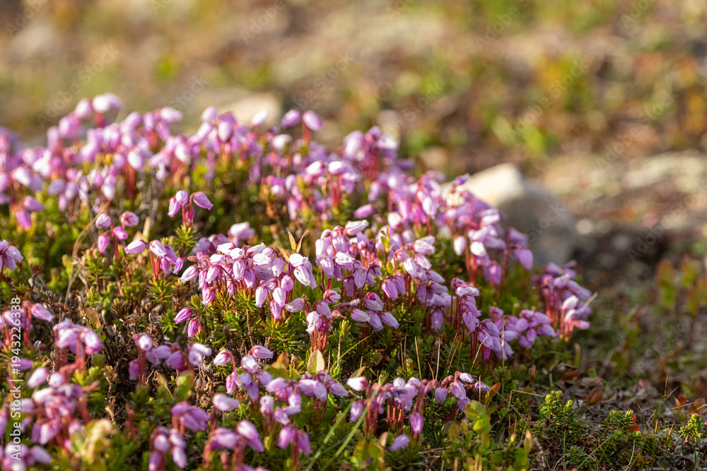 Obraz premium Phyllodoce caerulea, blue mountainheath, a dwarf shrub bloomig in Finnish nature in a rocky habitat during early spring