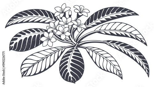 Vector illustration of elegant plumeria flowers and leaves tropical vector illustration
