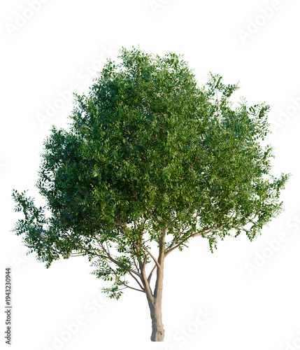 Quadro su tela Cupaniopsis anacardioides tree, elevation, front view, cutout, transparent backg