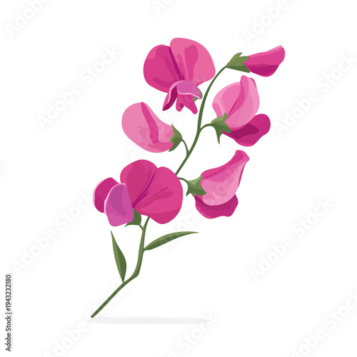 Sweet Pea Flower illustrated in a clean 2D flat vector style, minimal and modern, isolated on a white background.