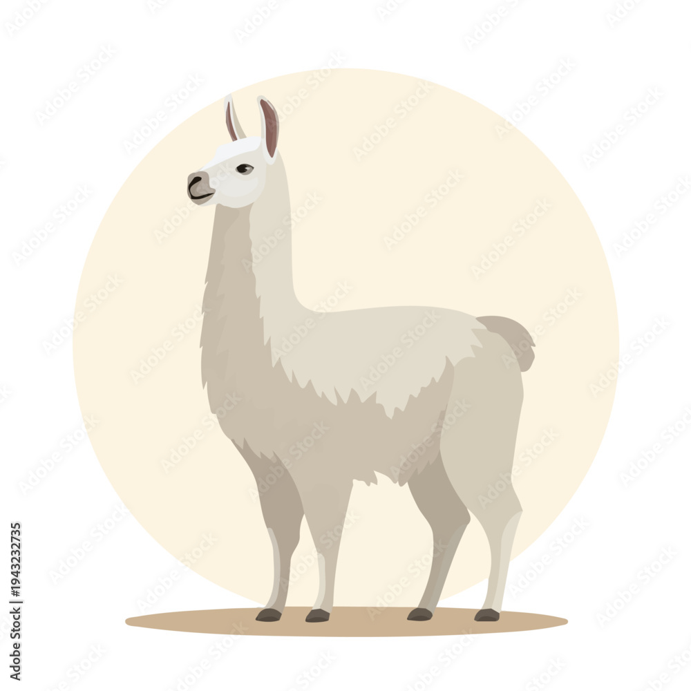 Fototapeta premium Llama, 2D flat vector illustration, simple and modern style, isolated on a plain white background.