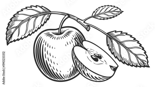 Vector illustration of engraved style apple with a slice, on a branch with leaves, black and white