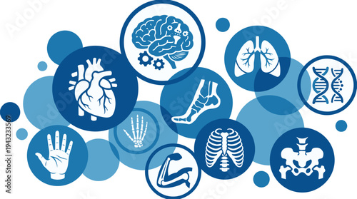 A comprehensive collection of human body organs and systems presented as educational medical icons