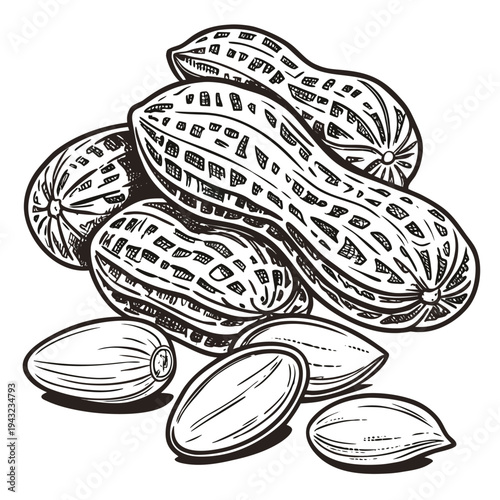 Vector illustration of engraved style peanuts in shell and shelled illustration graphic