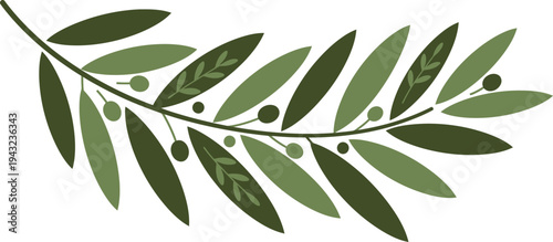 A curved branch of a eucalyptus tree with green leaves and small buds on white background