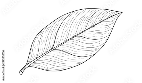 Minimal Detailed Botanical Leaf Vein Vector Illustration