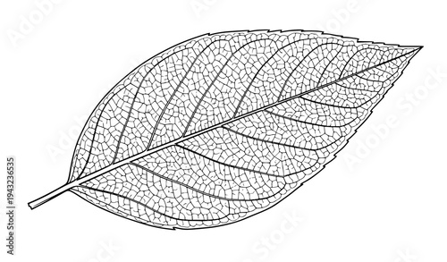 Stylized Botanical Leaf with Detailed Vein Network Vector Drawing