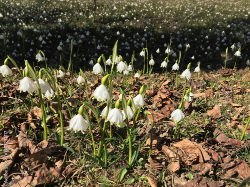 Spring Snowflakes Blooming in a Sunlit Meadow