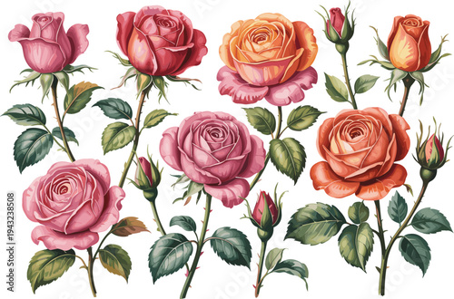 Set of vintage pink and orange rose flowers with stems and buds isolated on white background for wedding floral decoration.