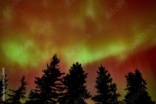 Aurora Borealis Northern Lights Green and Red Stars Nightscape Wyoming Fine Art Abstract Star Scape Forest Silhouette Wyoming Alaska