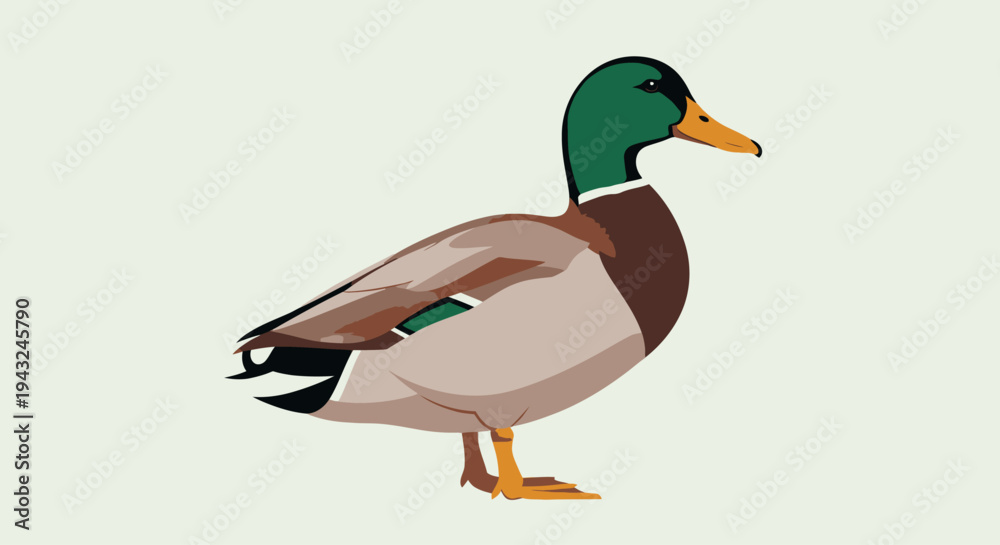 Obraz premium Male Mallard Duck Standing Illustration.