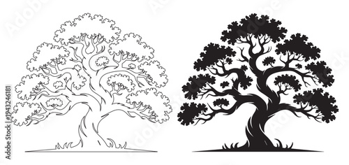 Old oak tree silhouette drawing vector outline, tree isolated white background, old tree black white illustration, bonsai tree silhouette vector