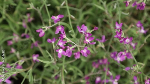 Purple Matthiola flowers (night violet) swaying in the wind