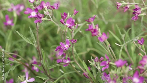 Purple Matthiola flowers (night violet) swaying in the wind